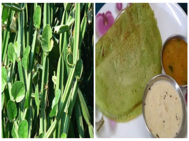 How to make healthy Pirandai dosai adamant creeper dosa recipe கொட்டிக்கிடக்கும் சத்துகள்! உடலுக்கு ஆரோக்கியம் தரும் பிரண்டை தோசை! செய்வது எப்படி ?