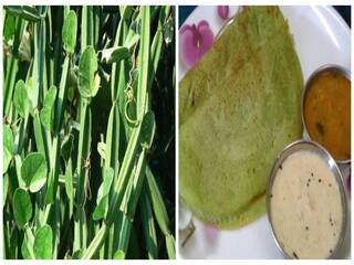 கொட்டிக்கிடக்கும் சத்துகள்! உடலுக்கு ஆரோக்கியம் தரும் பிரண்டை தோசை! செய்வது எப்படி ?