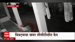 Aarey Colony Leopard : आरे परिसरात बिबट्याचा मुक्त संचार,मेट्रो कारशेडपासून हाकेच्या अंतरावर बिबट्या