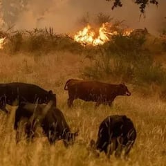 California wildfires: கலிபோர்னியாவில் கொழுந்து விட்டு எரியும் காட்டுத்தீ ! பதைபதைக்க வைக்கும் புகைப்படங்கள்!