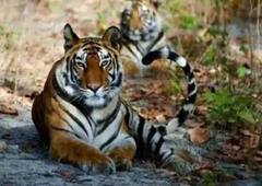 Jim Corbett National Park: जिम कॉर्बेट नेशनल पार्क में बाघों के व्यवहार में हो रहा बदलाव, प्रशासन हैरान