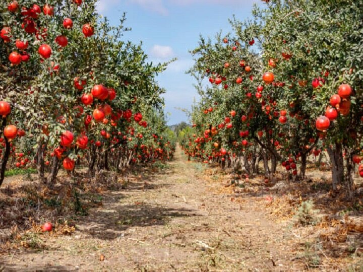 Seasonal Farming: बारिश के मौसम में बंपर मुनाफा देंगे ये 5 फल और सब्जियां, जानें इसकी खेती के बारे में