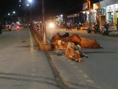 Surajpur News: सूरजपुर NH43 पर जानवरों का डेरा, मवेशियों के कारण बढ़ रहा एक्सीडेंट का खतरा