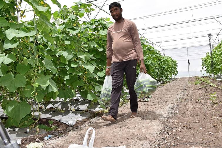 Farmer’s Success Story: Amreli farmer to earn lakhs of rupee through net house farming Farmer’s Success Story: અમરેલીના આ ખેડૂતે નેટ હાઉસની રક્ષિત ખેતીથી કરી કાકડીની ખેતી, લાખોમાં કરશે કમાણી