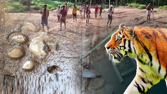 Vizianagaram Tiger Fear : విజయనగరం జిల్లా పణుకువానివలసలో పులి భయం | Royal Bengal Tiger | ABP Desam