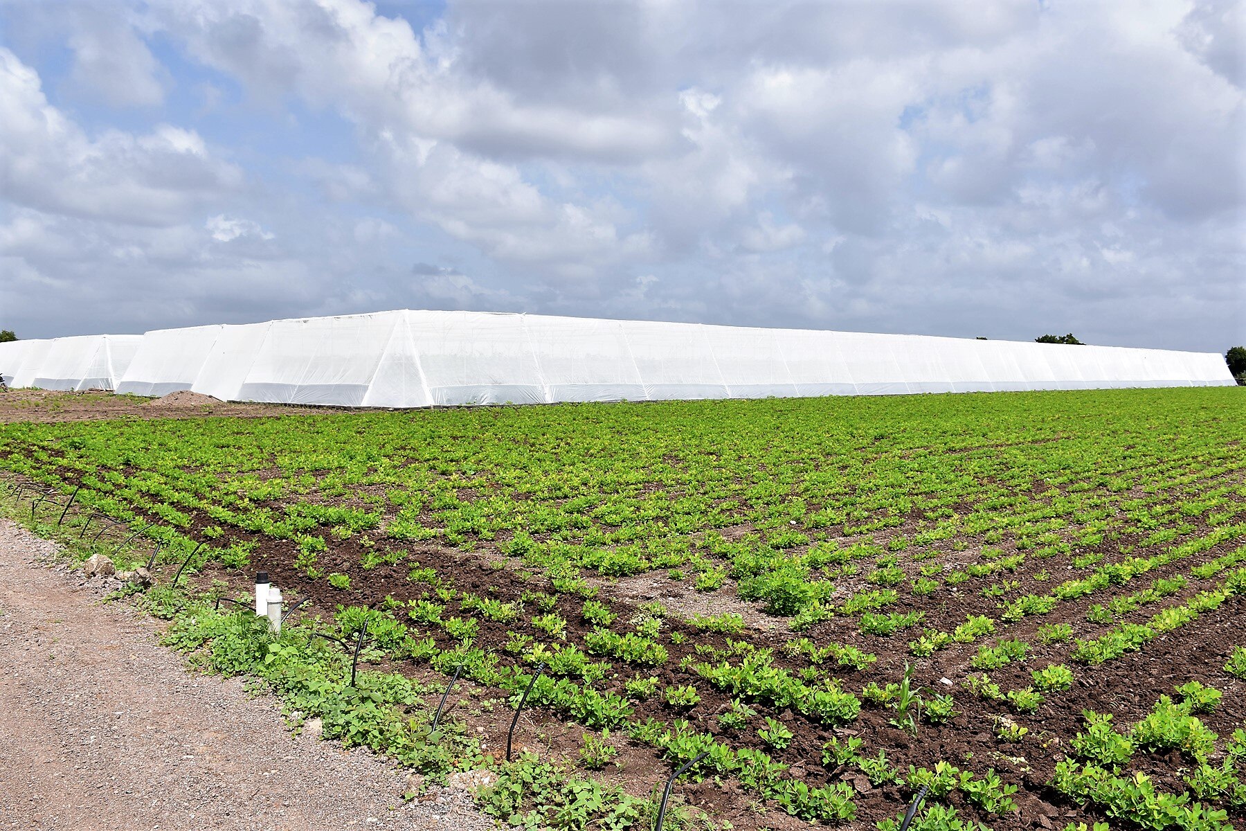 Farmer’s Success Story: અમરેલીના આ ખેડૂતે નેટ હાઉસની રક્ષિત ખેતીથી કરી કાકડીની ખેતી, લાખોમાં કરશે કમાણી