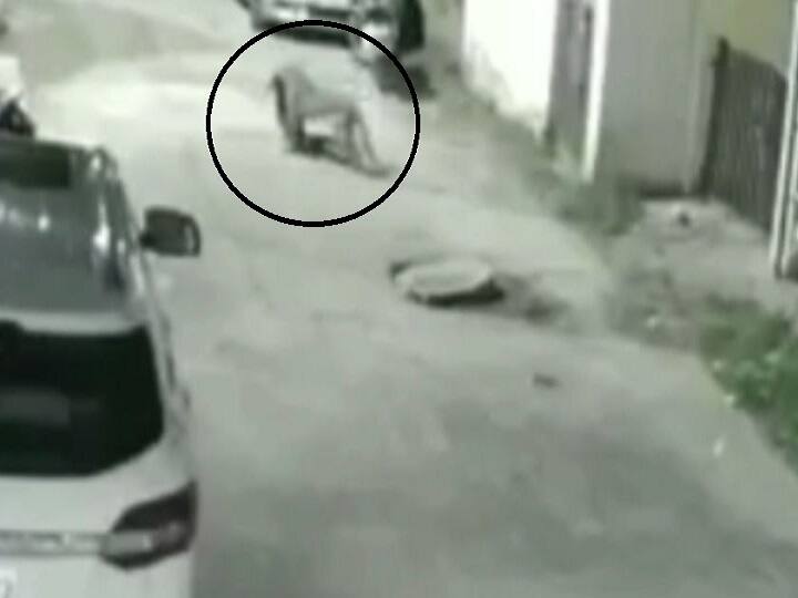 Haridwar Guldar Video Viral Video of Guldar attack on dog in Bilkeshwar Colony in Haridwar in Uttarakhand Watch: हरिद्वार में गुलदार ने कुत्ते पर बोला हमला, जबड़े में दबा कर ले गया जंगल