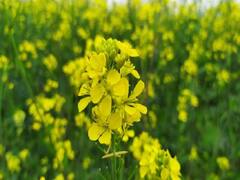 Top 10 Crops of India: ये हैं भारत की प्रमुख 10 नकदी फसलें, जो किसानों को देती हैं बंपर मुनाफा