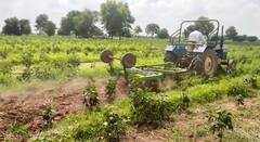 ਚਿੱਟੀ ਮੱਖੀ ਤੋਂ ਕਿਸਾਨ ਪਰੇਸ਼ਾਨ, 500 ਕਿੱਲੇ ਦੇ ਕਰੀਬ ਨਰਮਾ ਖ਼ਰਾਬ, ਕਿਸਾਨ ਚਲਾ ਰਹੇ ਤਵੀਆਂ