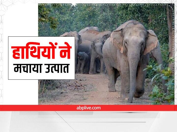 jharkhand Elephants created ruckus in Hazaribagh, many houses broken, grains have been eaten Jharkhand Elephant Terror: हजारीबाग में हाथियों ने मचा रखा है उत्पात, तोड़ दिए कई घर, अनाज कर गए हैं चट 