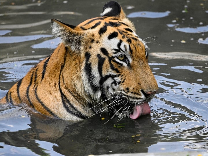 Tigers In India 329 tigers died in India in last 3 years Tigers In India: भारत में पिछले 3 सालों 329 बाघों की मौत, 197 बाघों की मौत की वजह बनी रहस्य