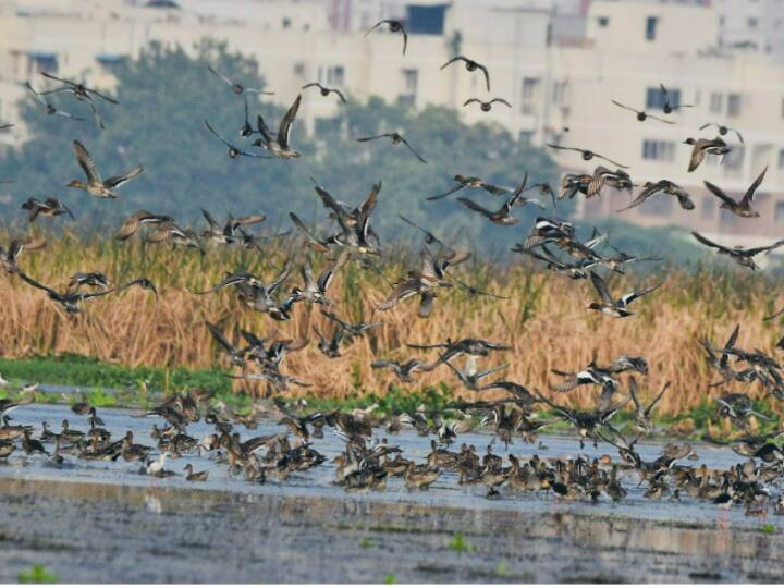 Tamil Nadu: Pallikaranai Marshland Among Three Wetlands To Get Ramsar Certification Tamil Nadu: Pallikaranai Marshland Among Three Wetlands To Get Ramsar Certification