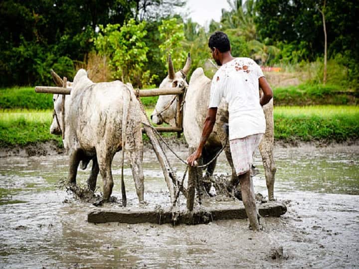 do farming work in monsoon carefully and follow agriculture advisory to avoid losses Crop Management: इस सप्ताह सावधान रहें किसान, नुकसान से बचने के लिये एडवायजरी जानकर ही करें खेती के काम