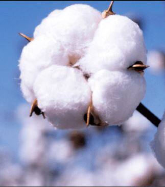 मकेच्या पिकाकडे पाठ फिरवून कपाशीकडे शेतकऱ्यांचा कल