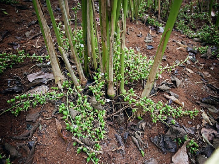 Cardamom Cultivation: जैविक खेती से महक उठेंगे इलायची के बाग, लाखों की कमाई के लिये बरतें ये सावधानी