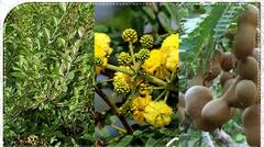 Unlucky Plants : বাড়িতে ভুল করেও এই গাছগুলি বসাবেন না, নষ্ট হয়ে যাবে সুখ-সমৃদ্ধি !