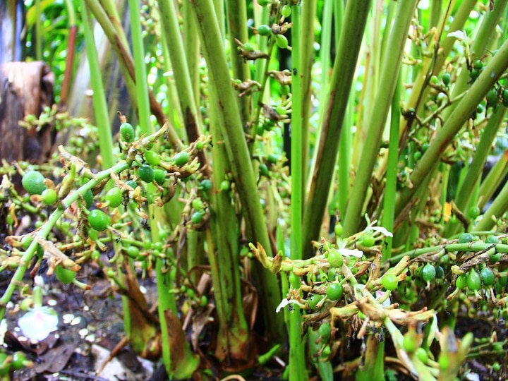 Cardamom Cultivation: जैविक खेती से महक उठेंगे इलायची के बाग, लाखों की कमाई के लिये बरतें ये सावधानी