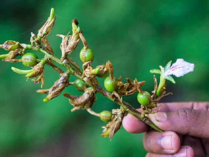 Cardamom Cultivation: जैविक खेती से महक उठेंगे इलायची के बाग, लाखों की कमाई के लिये बरतें ये सावधानी