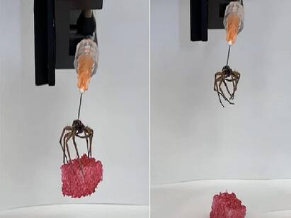 US Scientists Turn Dead Spiders Into Robots That Can Pick Different Objects Spiders Into Robots: இறந்த சிலந்திகள் இனிமே ரோபோவாகும்.. ஆராய்ச்சியாளர்களின் அசத்தல் கண்டுபிடிப்பு!