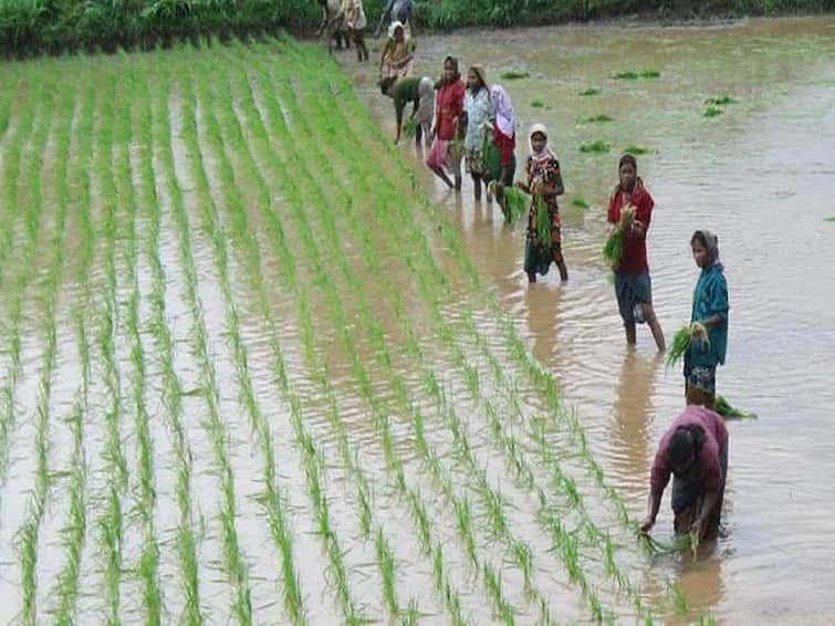 Planting of rice and Nachani complete in 90 percent area in Konkan Konkan Rain : कोकणात 90 टक्के क्षेत्रावर भात आणि नाचणीची लावणी पूर्ण, यावर्षी लागवडीत वाढ