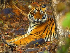 International Tiger Day 2022 — History, Significance. Why Tiger Population Is On A Decline