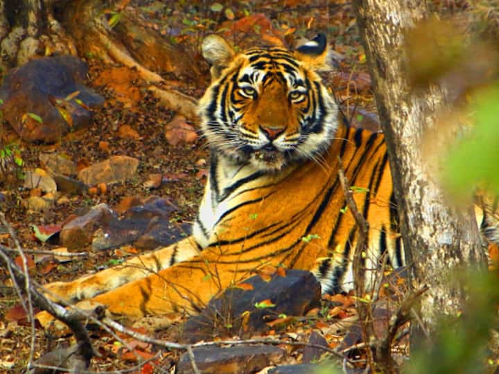 World Tiger Day 2022: History, Significance and Purpose