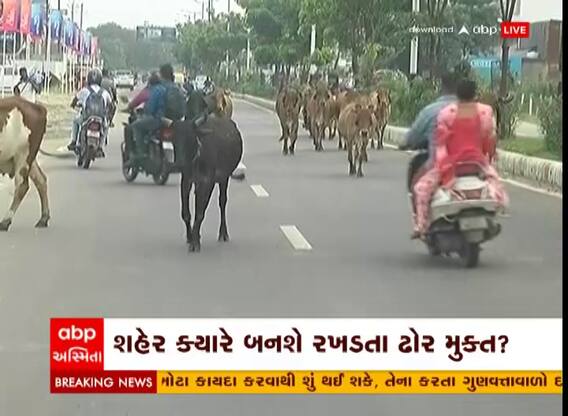 વડોદરામાં રખડતા ઢોરનો ત્રાસ યથાવત, લોકોને અકસ્માતનો ભય