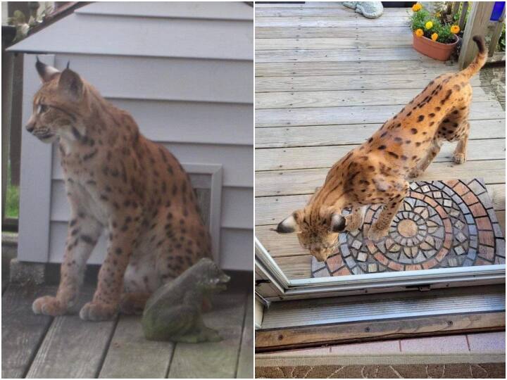 amazing and big cat spotted in america photos viral on social media Trending: चीता नहीं बिल्ली ही है ये! तस्वीरें सोशल मीडिया पर हो गईं वायरल