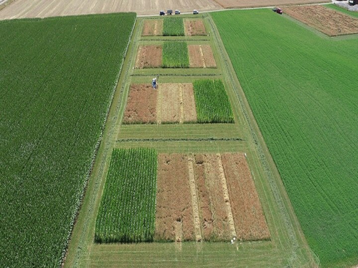 Crop Management: नुकसान का पैगाम ला सकती है फसल विविधिकरण खेती, इन बातों का रखें खास ख्याल