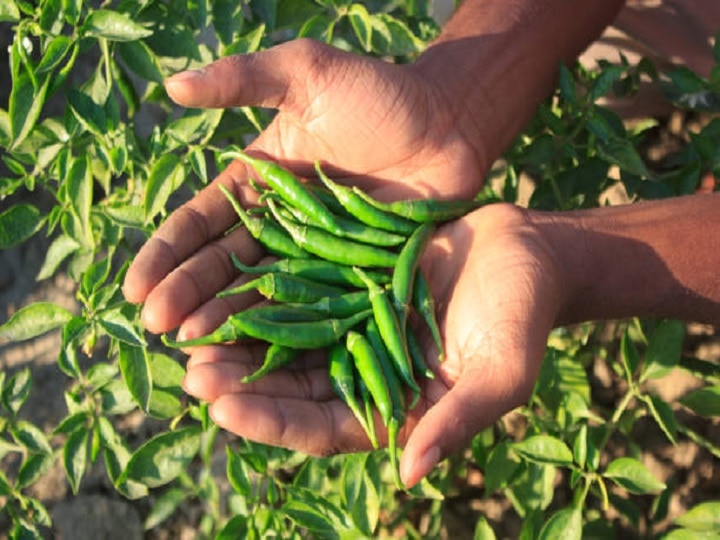 Green Chili Cultivation: किसानों को मालामाल बना देगी हरियाली मिर्च, तीखी उपज के लिये अपनायें ये तरीका