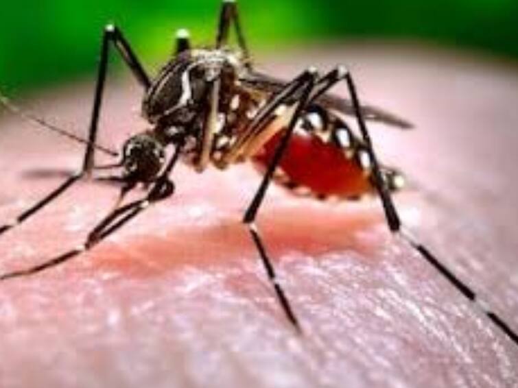 Dengue Cases Increasing In Pune, 52 Patients Reported This Month Pune Dengue Cases: पुणेकरांना आता डेंग्यूचा सं'ताप'; शहरात डेंग्यूचे सर्वाधिक रुग्ण