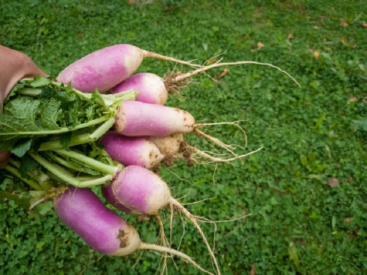 Seasonal Farming: मानसून और उमस के बीच बंपर उपज देंगी ये 5 सब्जियां, अगस्त माह में खेती के लिये कर लें तैयारी