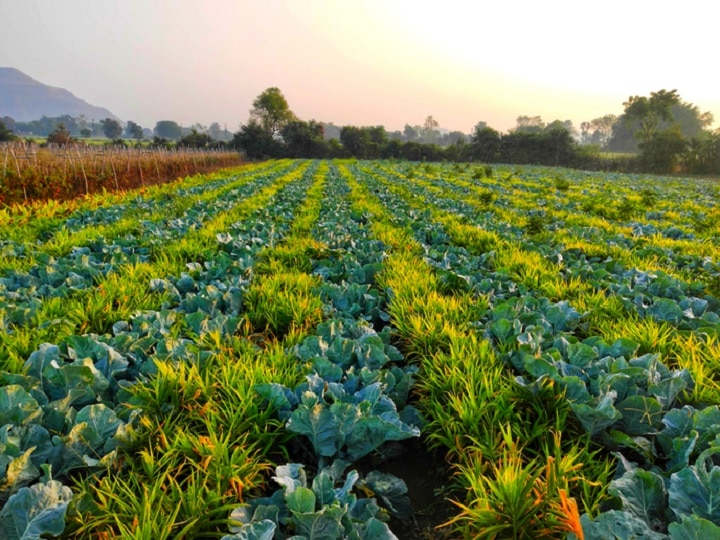 Crop Management: नुकसान का पैगाम ला सकती है फसल विविधिकरण खेती, इन बातों का रखें खास ख्याल