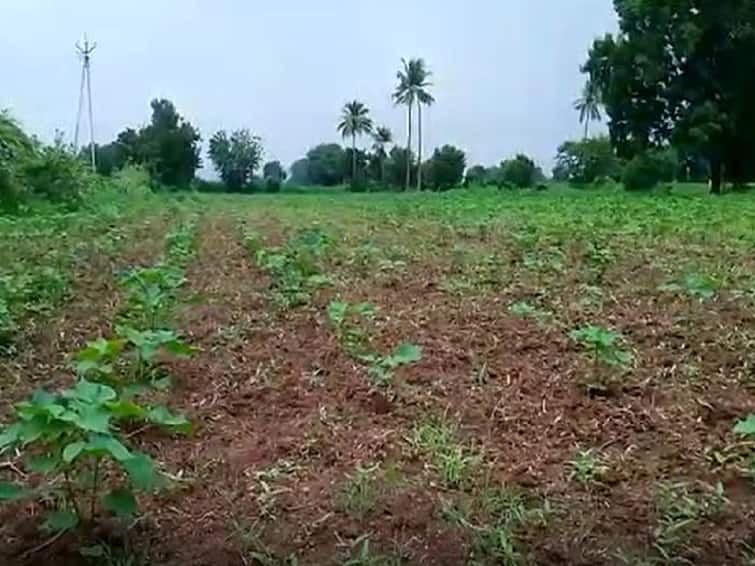 This Year cotton cultivation on large scale in Dhula Farmers  Dhule Cotton News : धुळ्यातील शेतकऱ्यांचा कल कपाशीकडे, मका पिकाकडे फिरवली पाठ