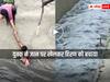 Jodhpur News: युवक ने जान की बाजी लगाकर बचाई बेजुबान हिरण को बचाया, रेस्क्यू का हुआ Video Viral