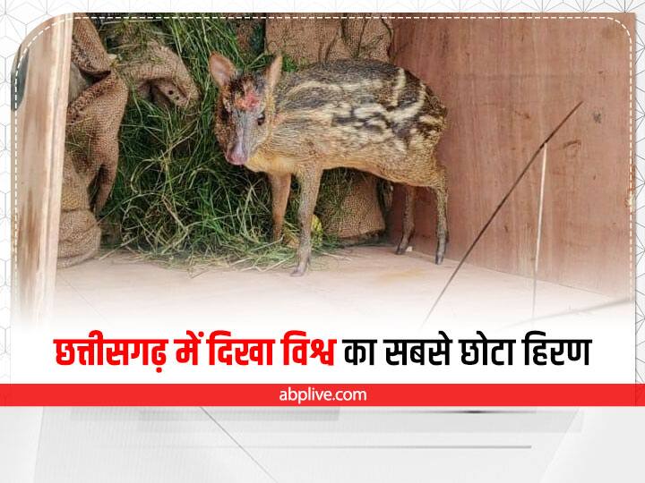Dantewada Chhattisgarh world smallest deer  indian spotted chevrotain seen Dantewada weights only 3 kg ANN Dantewada News: दंतेवाड़ा में दिखा दुनिया के सबसे छोटे प्रजाति का हिरण, सिर्फ 3 किलो है वजन