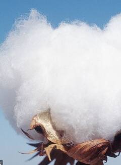 धुळ्यातील शेतकऱ्यांचा कल कपाशीकडे