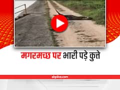 Shocking: मगरमच्छ पर भोंकने लगे नादान कुत्ते, अगले ही पल बदल गया सारा खेल