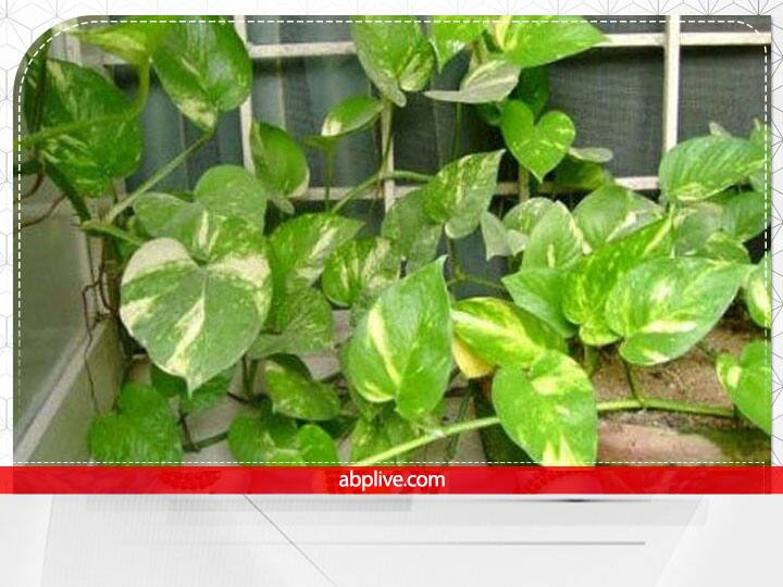 Vastu Tips you want to get rid of money problem then tie this red thread in money plant Vastu Tips For Money Plant: धन की समस्या से पाना चाहते हैं छुटकारा तो मनी प्लांट में बांधें ये लाल धागा