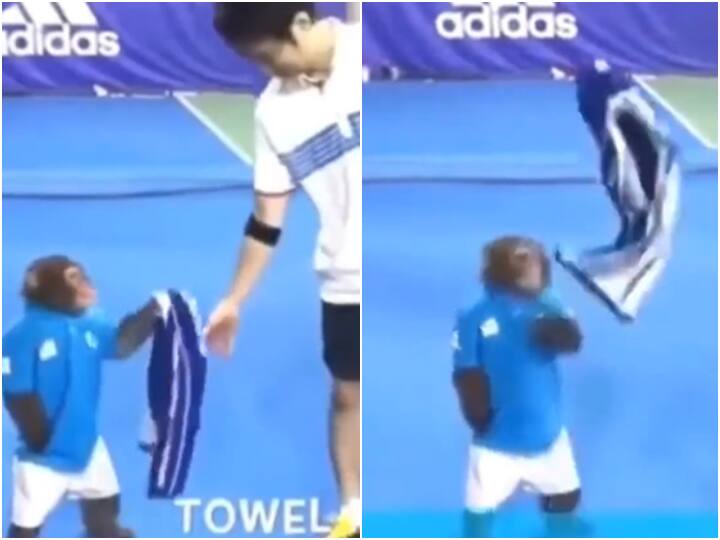 Monkey gave towel to tennis player funny video viral on social media Viral Video: बंदर ने टेनिस खिलाड़ी को पकड़ाया तौलिया, उसके बाद जो हुआ वो काफी मजेदार है