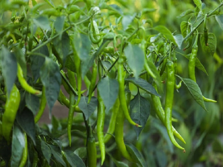 Green Chili Cultivation: किसानों को मालामाल बना देगी हरियाली मिर्च, तीखी उपज के लिये अपनायें ये तरीका