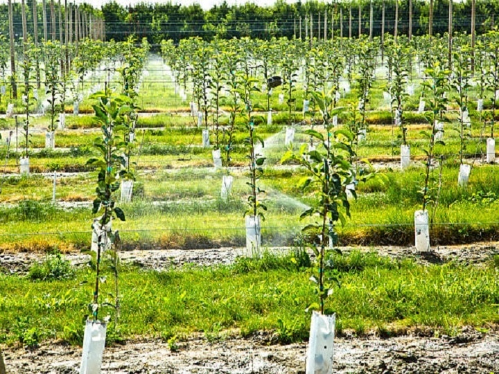 Tree Plantation: फसलें ही नहीं, पेड़ लगाने पर भी होगी किसानों की चांदी