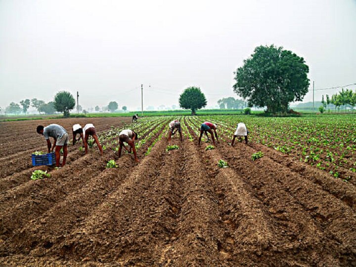 Crop Management: इस सप्ताह सावधान रहें किसान, नुकसान से बचने के लिये एडवायजरी जानकर ही करें खेती के काम