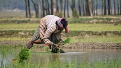 Most Profitable Crops : কৃষকের ঘরে সমৃদ্ধি আনে এই লাভজনক ফসলগুলি, এরাজ্যে চাষ হয় ?