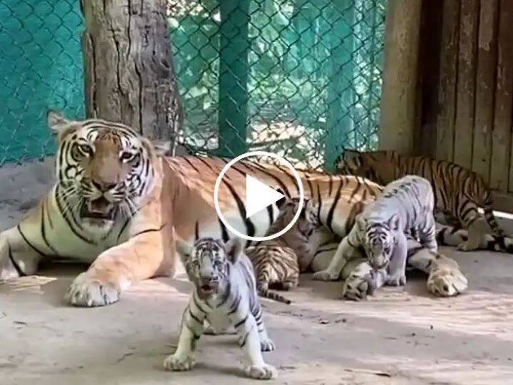 Patna Zoo Cubs: Four cubs born in Patna zoo will be named today by CM Nitish Kumar Patna Zoo Cubs: पटना के चिड़ियाघर में जन्मे चार शावकों का आज होगा नामकरण, CM नीतीश कुमार रखेंगे नाम