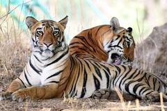 World Tiger Day 2022: बाघ देखने के शौकीन हो तो ,MP के इन फेमस नेशनल पार्क की करें सैर