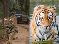 World Tiger Day 2022: बाघ देखने के शौकीन हो तो ,MP के इन फेमस नेशनल पार्क की करें सैर