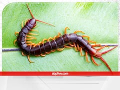 Vastu Tips: कनखजूरा घर में रेंगता हुआ दिखे तो हो जाएं सावधान, इस बात का भी हो सकता है संकेत