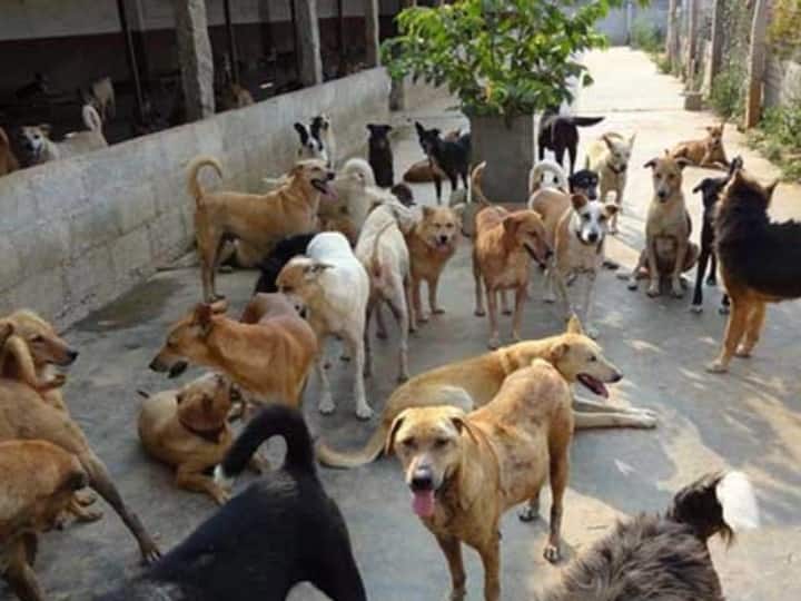 Indonesia dog meat business booms despite welfare concerns Indonesia: सेहत संबंधी चिंताओं को दरकिनार कर इंडोनेशिया में तेजी से बढ़ रहा Dog Meat का कारोबार