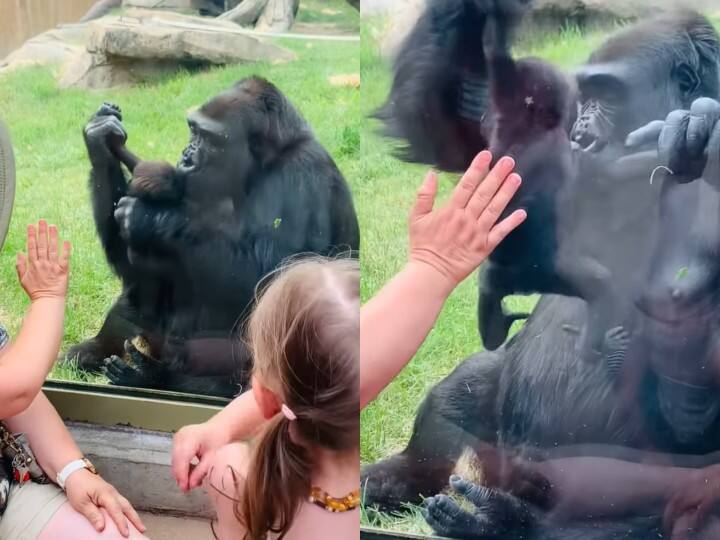 mother gorilla shows off her baby to visitors in canada zoo Watch Video:மகேந்திர பாகுபலி... மிருகக்காட்சி சாலையில் குழந்தையை தூக்கிக் காட்டி மகிழ்ந்த கொரில்லா!